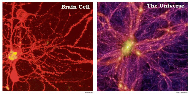 A brain cell beside the large-scale structure of the universe